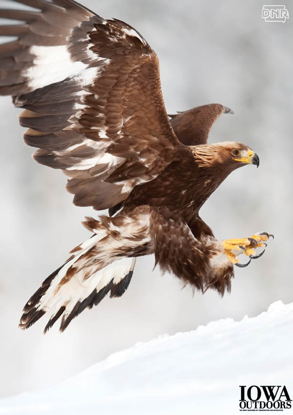 Most outdoor lovers haven’t a clue that northeastern Iowa holds golden eagles from November through March—part of a population in the bluff country of Iowa, Minnesota, Wisconsin and Illinois. But they are here, and Iowans are encouraged to help monitor the population by taking part in the survey. | Iowa Outdoors Magazine
